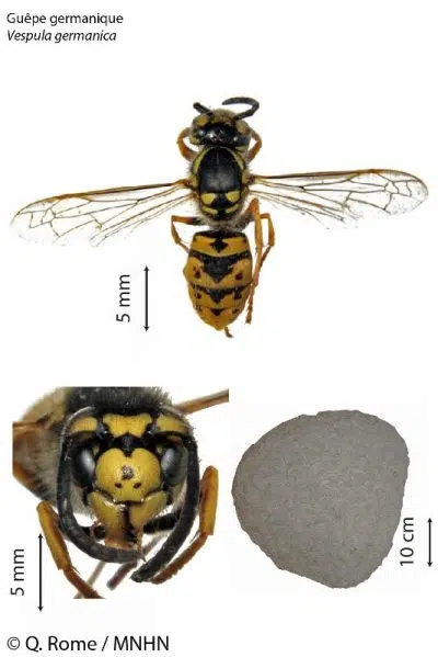 Vespula Germanica Vespula Germanica
