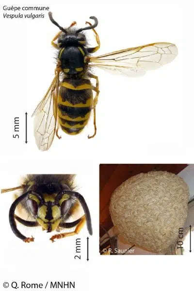Vespula vulagris Vespula vulagris